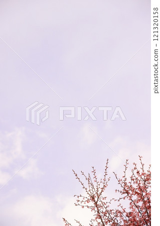 盛開的粉紅梅花(背景素材) 盛開的粉紅梅花(背景素材) 121320158