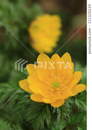 黃色 Fukujusou 花春天風景 121320234