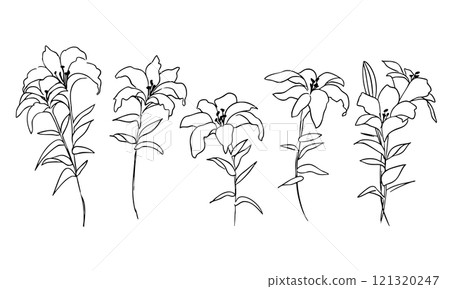 線條畫植物插圖。向量線畫植物和花卉的簡單模板。 線條畫植物插圖。向量線畫植物和花卉的簡單模板。 121320247