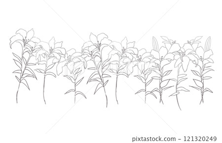線條畫植物插圖。向量線畫植物和花卉的簡單模板。 線條畫植物插圖。向量線畫植物和花卉的簡單模板。 121320249
