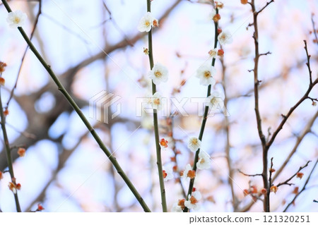 White plum blossoms heralding the end of spring (background material) 121320251