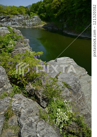 Wisteria and Deutzia gracilis blooming on the Nagatoro Rock Beds 121320382