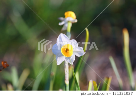 White daffodil flowers blooming in the garden White daffodil flowers blooming in the garden 121321027