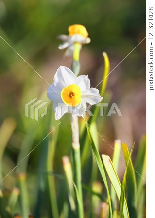 White daffodil flowers blooming in the garden White daffodil flowers blooming in the garden 121321028
