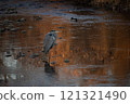 Great Blue Heron standing in a creek with morning sunrise light 121321490