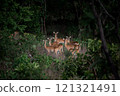Herd of Kobs, Kobus kob, in Ghana 121321491