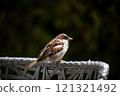 Male house sparrow perched on a wicker chair in Slovenia 121321492