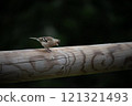 Female common chaffinch, Fringilla coelebs, on a wood rail 121321493