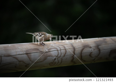 Female common chaffinch, Fringilla coelebs, on a wood rail 121321493