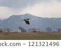 Great blue heron soaring in front of the Rocky Mountain foothills 121321496