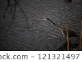 Great Blue Heron on the hunt for fish 121321497