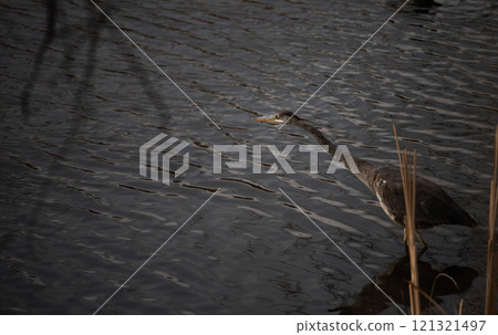 Great Blue Heron on the hunt for fish 121321497