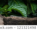 Young Nile Monitor Lizard, Varanus niloticus, on a rock wall in Tamale, Ghana 121321498