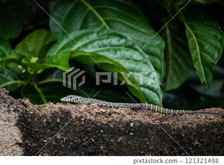 Young Nile Monitor Lizard, Varanus niloticus, on a rock wall in Tamale, Ghana 121321498