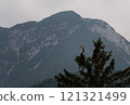 Grey Heron perched on a pine tree in the Slovenian mountains 121321499