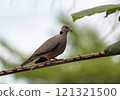 Vinaceous Dove, Streptopelia vinacea, on a branch in Ghana 121321500