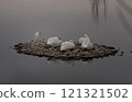 Snowy egret standing with a group of pelicans on a small rock island 121321502
