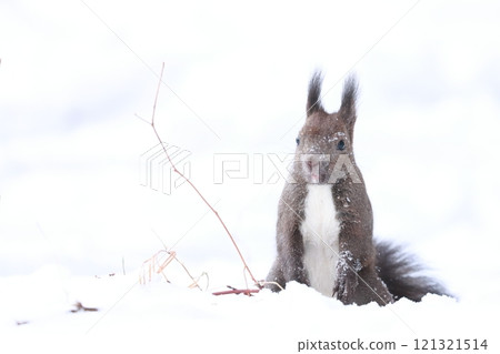 Squirrel in the snow field 121321514