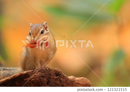 A Hokkaido chipmunk holding fallen leaves 121321515