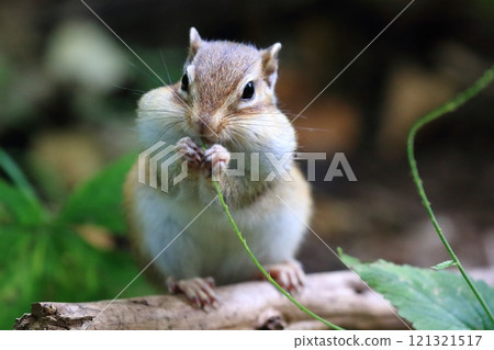 蠕動的花栗鼠 蠕動的花栗鼠 121321517