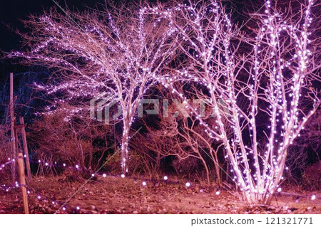 Winter illumination Shibata Fantasy Illumination 2024 Shibata Town, Miyagi Prefecture 121321771