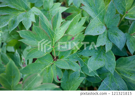 草藥“Tateba Paeonia”的葉子。該品種是Birdzera,花語是“害羞”和“害羞”。 草藥“Tateba Paeonia”的葉子。該品種是Birdzera,花語是“害羞”和“害羞”。 121321815