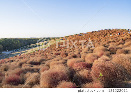 茨城縣秋季地膚田（常陸海濱公園） 121322011
