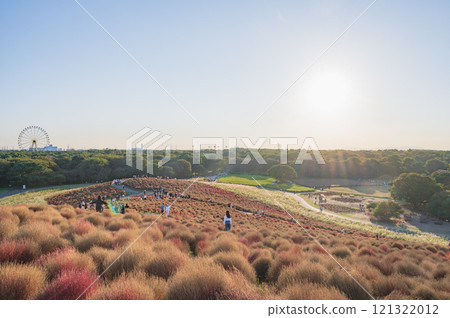 Ibaraki: Autumn Kochia Fields (Hitachi Seaside Park) Ibaraki: Autumn Kochia Fields (Hitachi Seaside Park) 121322012