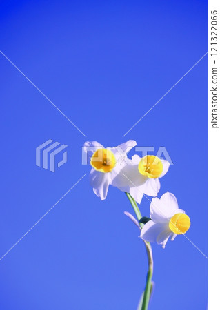 Daffodils shining against the blue sky (background material) Daffodils shining against the blue sky (background material) 121322066