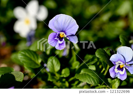 紫中提琴開花 紫中提琴開花 121322696