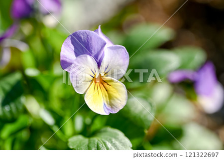 purple viola blooming 121322697
