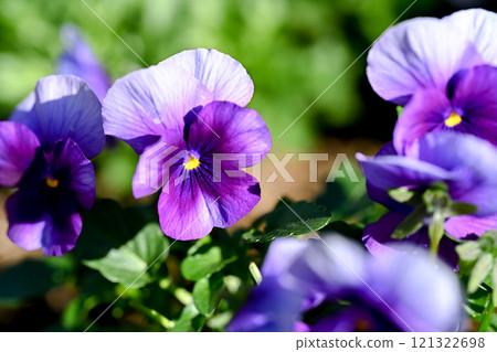 紫中提琴開花 121322698