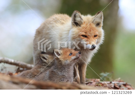 Parent and child of Kita fox Parent and child of Kita fox 121323269