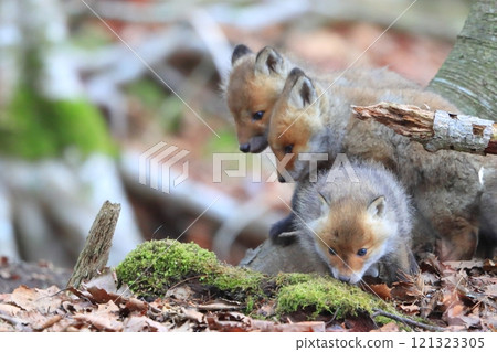 Baby of Kita fox 121323305