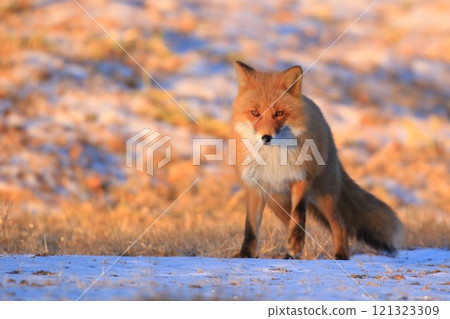 Red fox at dusk Red fox at dusk 121323309