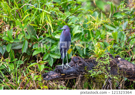 Little blue heron, Egretta caerulea, Refugio de Vida Silvestre Cano Negro, Wildlife and bird watching in Costa Rica. Little blue heron, Egretta caerulea, Refugio de Vida Silvestre Cano Negro, Wildlife and bird watching in Costa Rica. 121323364