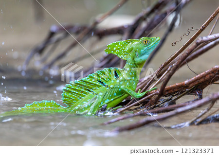 Plumed green basilisk (Basiliscus plumifrons) Cano Negro, Costa Rica wildlife 121323371