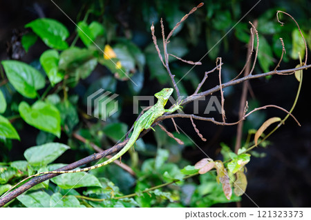 Plumed green basilisk female, Basiliscus plumifrons, Cano Negro, Costa Rica wildlife 121323373