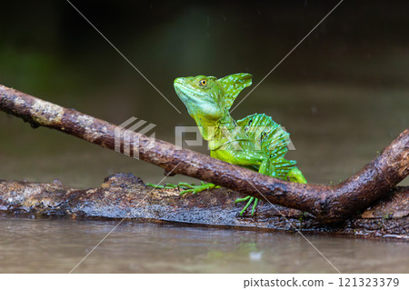 Plumed green basilisk (Basiliscus plumifrons) Cano Negro, Costa Rica wildlife 121323379