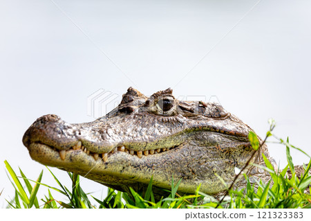 Spectacled caiman, Caiman crocodilus Cano Negro, Costa Rica. 121323383