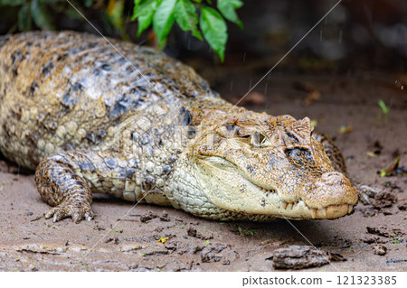 Spectacled caiman, Caiman crocodilus Cano Negro, Costa Rica. 121323385