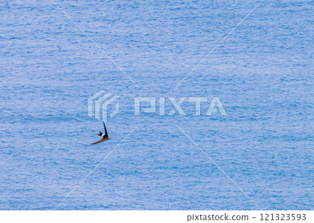 Petrel Petrel 121323593