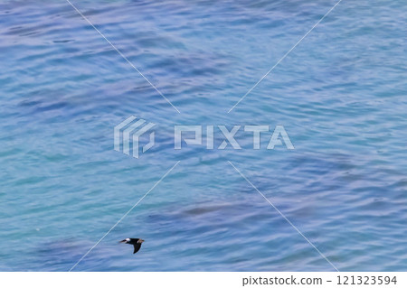 Petrel Petrel 121323594