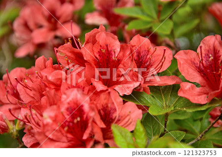 禦坂山的大石峠:深紅色的杜鵑花 禦坂山的大石峠:深紅色的杜鵑花 121323753