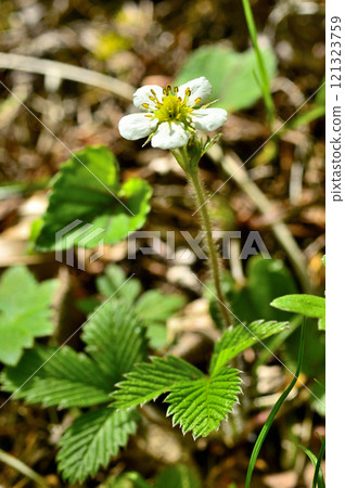 White-flowered snakeberry on Mt. Nakafuji in the Misaka Mountains 121323759
