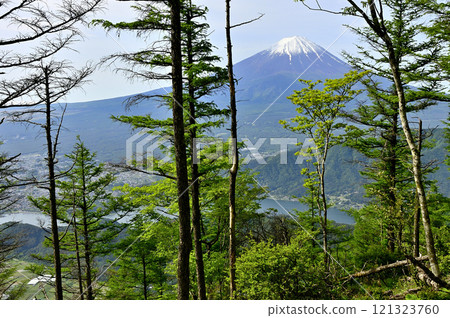 View of Mt. Fuji in spring from the forest of Nakafujiyama in the Misaka Mountains 121323760