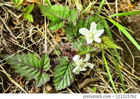 Nakafujiyama in the Misaka Mountains: Bitter strawberry 121323762
