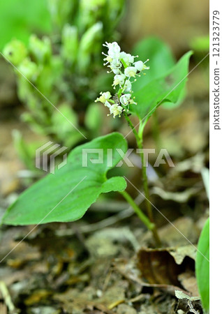 Shakagatake in the Misaka Mountains: Maizurusou 121323779