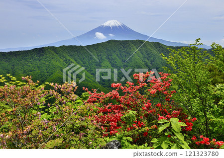 春天的御坂山，從釋賀嶽山頂看到的富士山，杜鵑花盛開 121323780