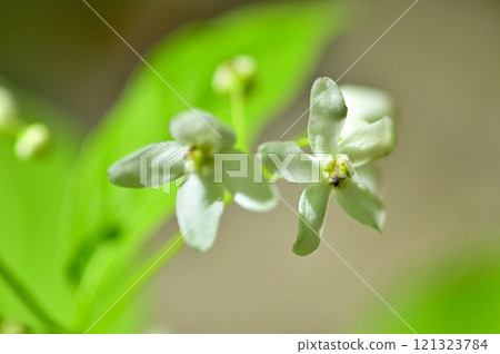 禦坂山脈的釋迦岳、草立花 禦坂山脈的釋迦岳、草立花 121323784